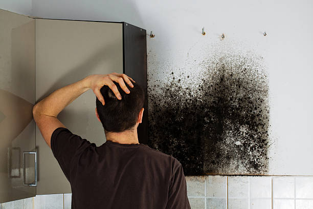 Best Bathroom Mold Remediation in USA